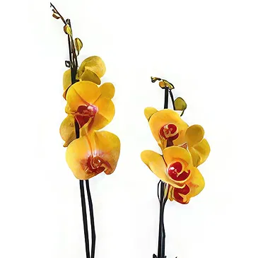 Birmingham flowers  -  Orchid Elegance Ensemble Flower Bouquet/Arrangement