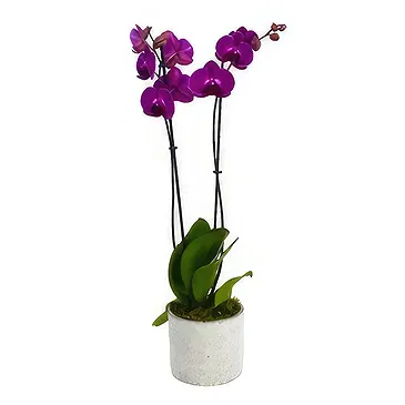 Birmingham flowers  -  Green Serenity Surprise Flower Bouquet/Arrangement