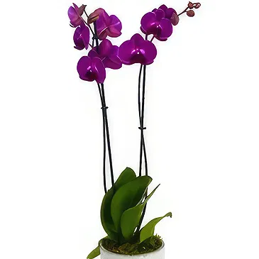 Birmingham flowers  -  Green Serenity Surprise Flower Bouquet/Arrangement