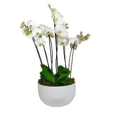 Birmingham flowers  -  Orchid Elegance Flower Bouquet/Arrangement