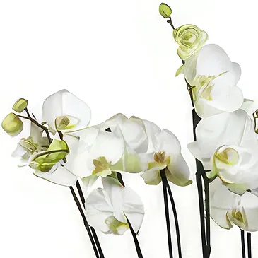 Birmingham flowers  -  Orchid Elegance Flower Bouquet/Arrangement