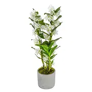 London online Blomsterhandler - Fortryllende orkidé blomstrer Buket