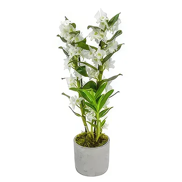 Birmingham flowers  -  Enchanting Orchid Blooms Flower Bouquet/Arrangement