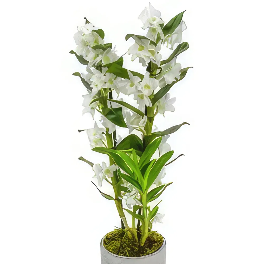 Ladybrook 1296 flowers  -  Enchanting Orchid Blooms Flower Bouquet/Arrangement