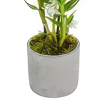 Birmingham flowers  -  Enchanting Orchid Blooms Flower Bouquet/Arrangement