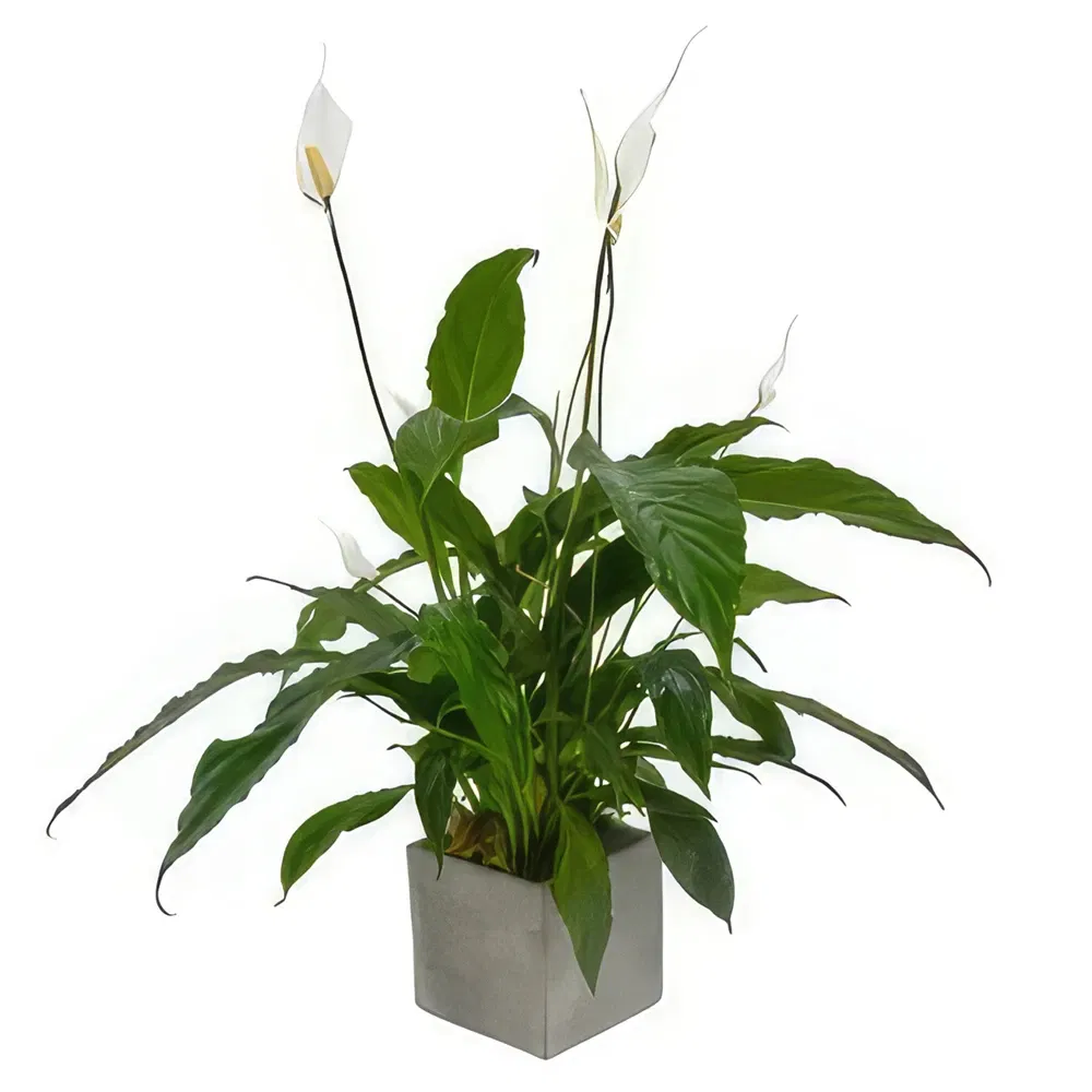 Bryansburn 4185 flowers  -  Orchid Oasis Gifts Flower Bouquet/Arrangement