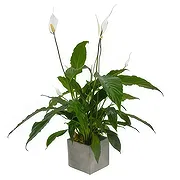 Hetton Online blomsterbutikk - Orchid Oasis Gaver Bukett