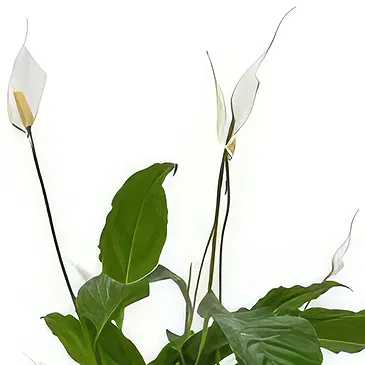 Birmingham flowers  -  Orchid Oasis Gifts Flower Bouquet/Arrangement