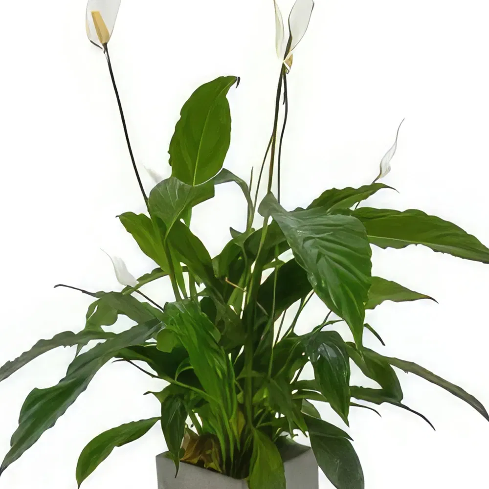 Thurning flowers  -  Orchid Oasis Gifts Flower Bouquet/Arrangement