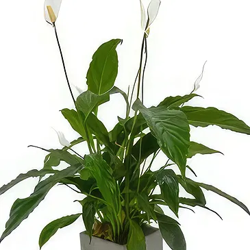Birmingham flowers  -  Orchid Oasis Gifts Flower Bouquet/Arrangement