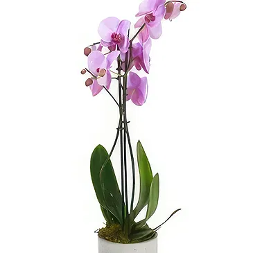 Birmingham flowers  -  Whimsical Orchid Wonders Flower Bouquet/Arrangement
