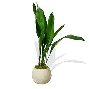 Bristol online Florist - Delicate Orchid Whispers Bouquet