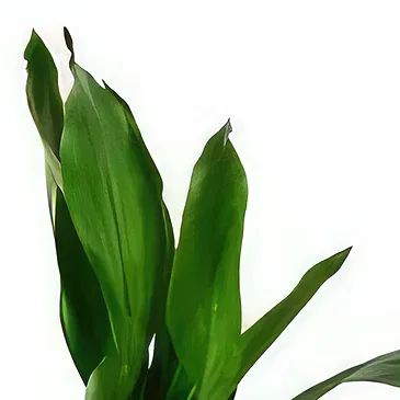 Birmingham flowers  -  Delicate Orchid Whispers Flower Bouquet/Arrangement