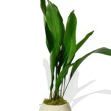 Birmingham flowers  -  Delicate Orchid Whispers Flower Bouquet/Arrangement