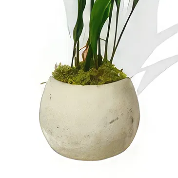Birmingham flowers  -  Delicate Orchid Whispers Flower Bouquet/Arrangement