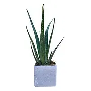 London online virágüzlet - Orchidea szerenád ajándékokat Csokor