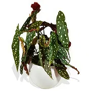Swallow online Florist - Orchid Radiance  Bouquet