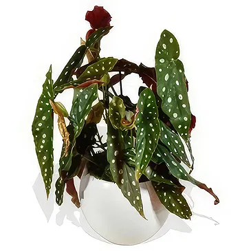 Birmingham flowers  -  Orchid Radiance  Flower Bouquet/Arrangement