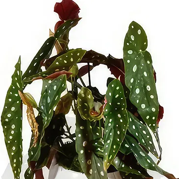 Birmingham flowers  -  Orchid Radiance  Flower Bouquet/Arrangement