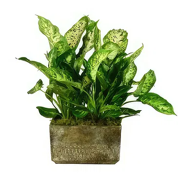 Birmingham flowers  -  Serenity Orchid Selection Flower Bouquet/Arrangement