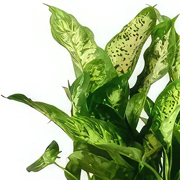 Birmingham flowers  -  Serenity Orchid Selection Flower Bouquet/Arrangement