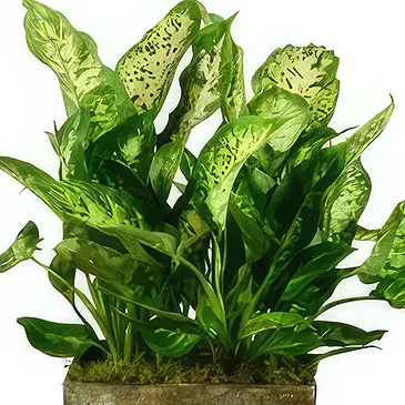Birmingham flowers  -  Serenity Orchid Selection Flower Bouquet/Arrangement