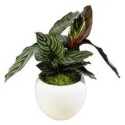 Swallow online Florist - Velvet Orchid Luxuries Bouquet