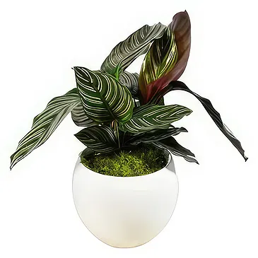 Birmingham flowers  -  Velvet Orchid Luxuries Flower Bouquet/Arrangement