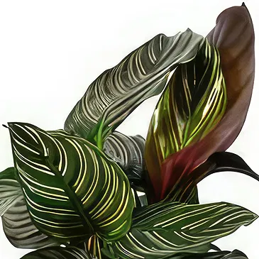 Birmingham flowers  -  Velvet Orchid Luxuries Flower Bouquet/Arrangement
