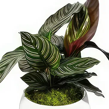 Birmingham flowers  -  Velvet Orchid Luxuries Flower Bouquet/Arrangement
