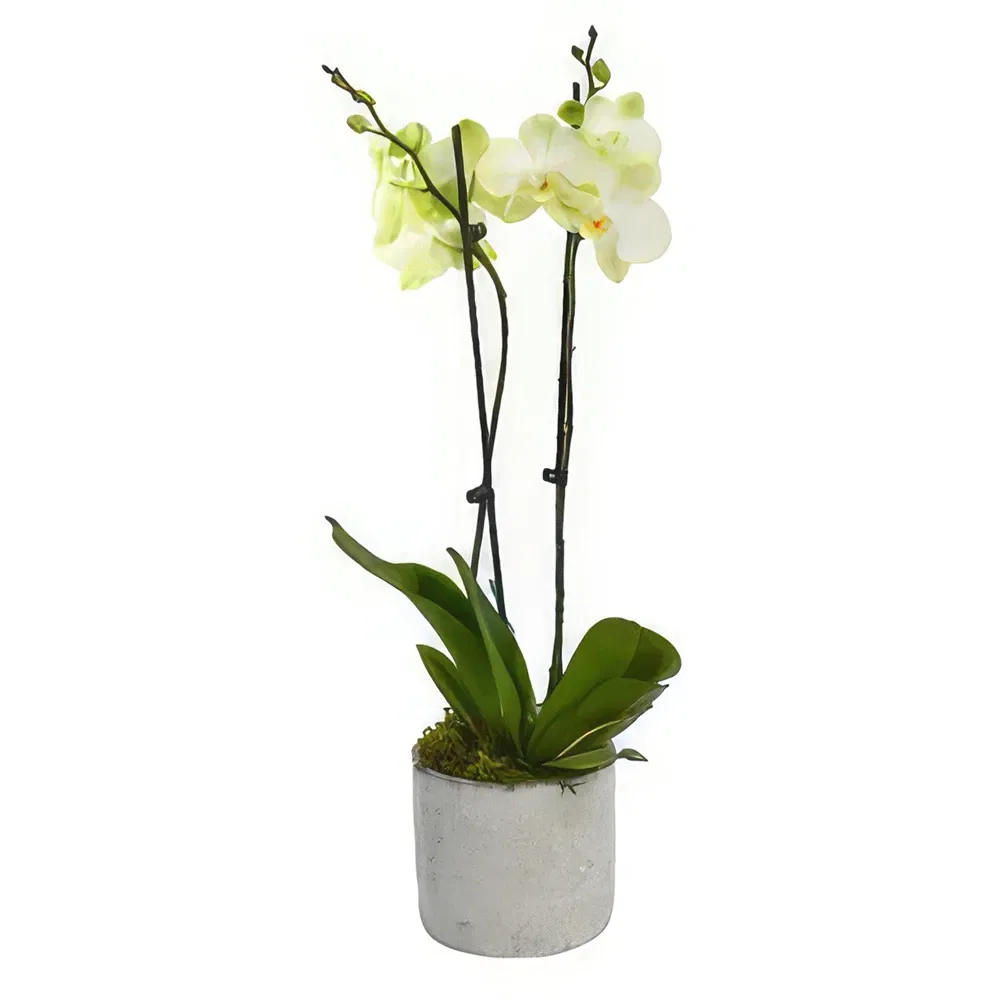 United Kingdom flowers  -  Eternal Orchid Ensembles Flower Bouquet/Arrangement