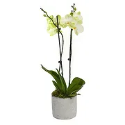 Birmingham online Florist - Eternal Orchid Ensembles Bouquet