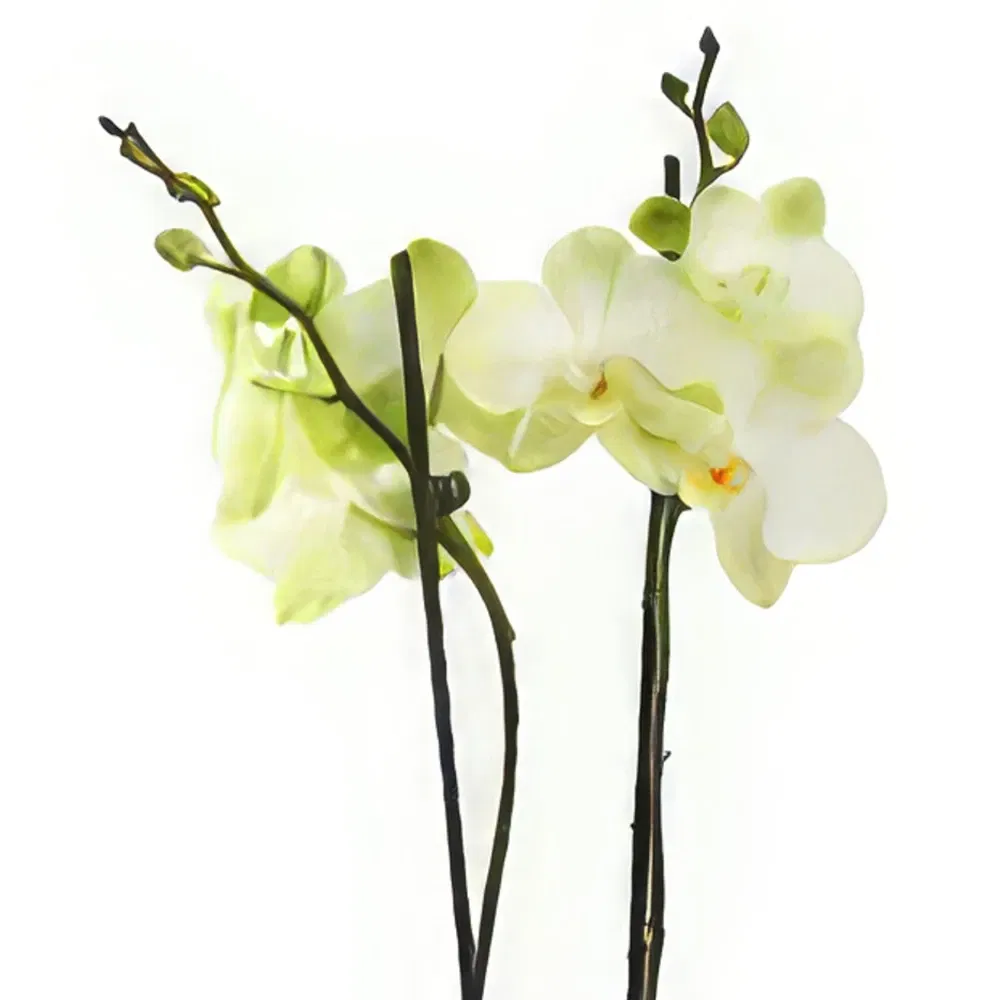 Mid Ulster flowers  -  Eternal Orchid Ensembles Flower Bouquet/Arrangement