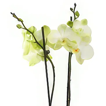 Birmingham flowers  -  Eternal Orchid Ensembles Flower Bouquet/Arrangement