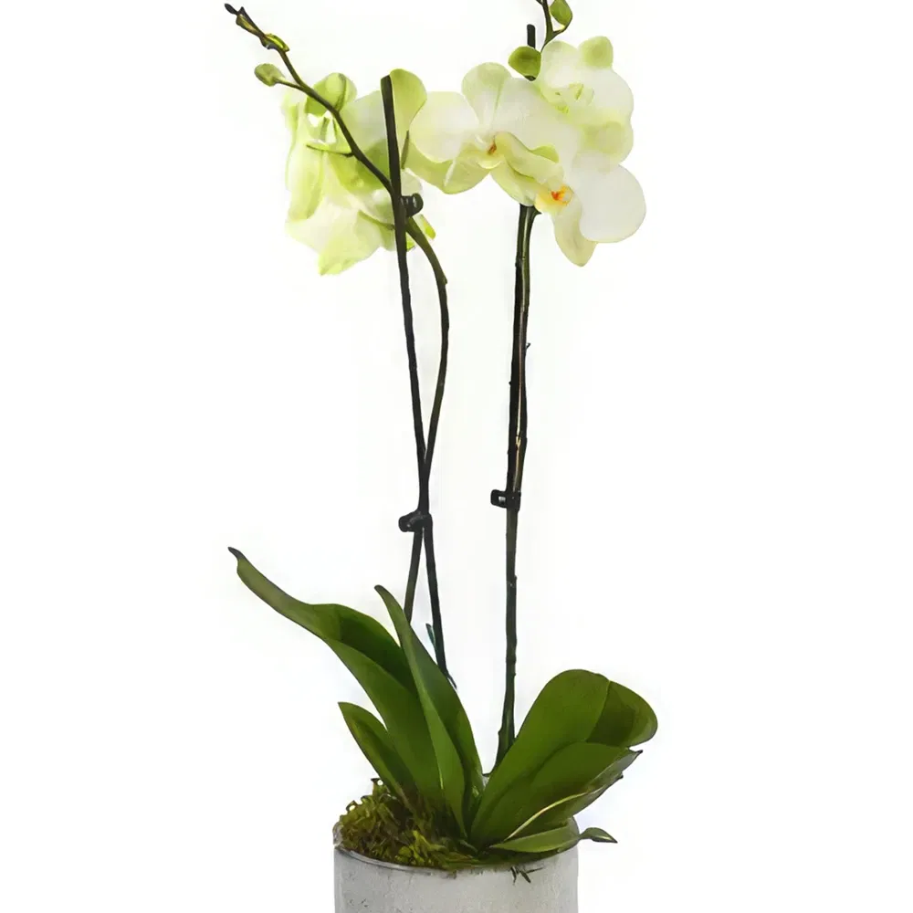 United Kingdom flowers  -  Eternal Orchid Ensembles Flower Bouquet/Arrangement