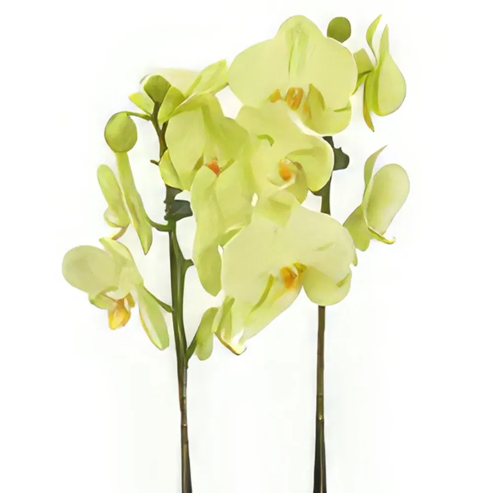 York flowers  -  Dreamy Orchid Treasures Flower Bouquet/Arrangement