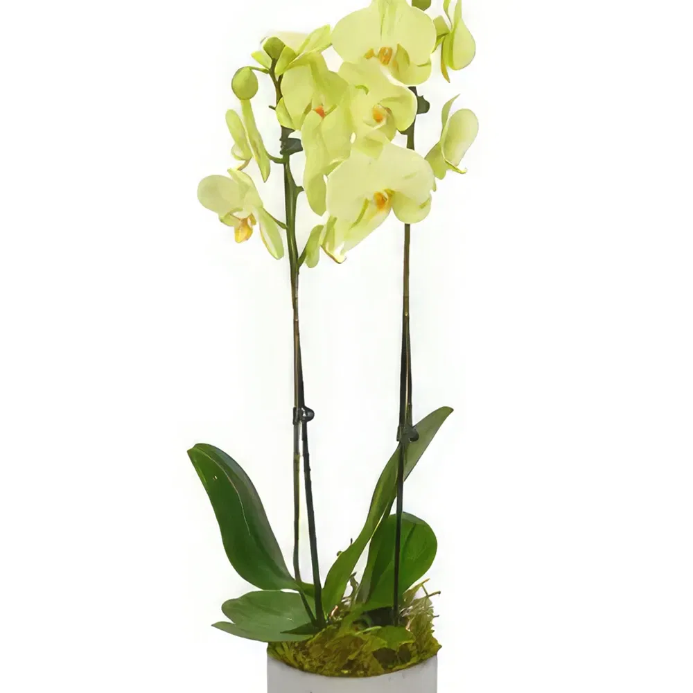 York flowers  -  Dreamy Orchid Treasures Flower Bouquet/Arrangement