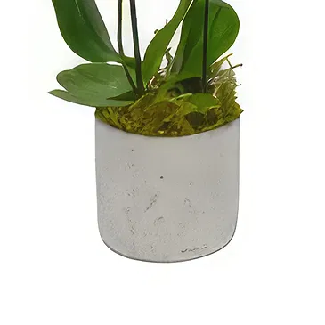 Birmingham flowers  -  Dreamy Orchid Treasures Flower Bouquet/Arrangement