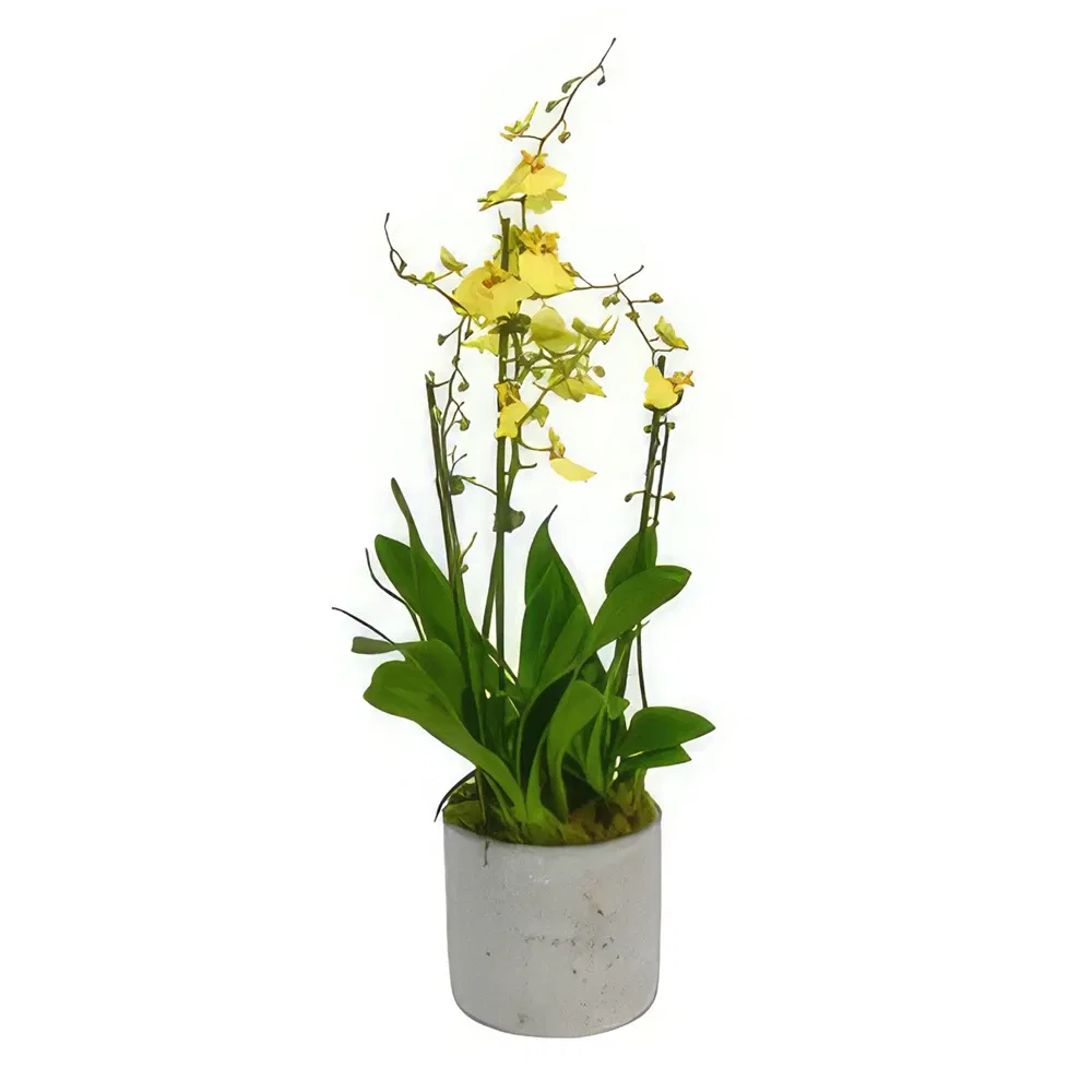 Abbey Hulton and Townsend flowers  -  Enigmatic Orchid Charms Flower Bouquet/Arrangement