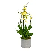 Swallow online Florist - Enigmatic Orchid Charms Bouquet