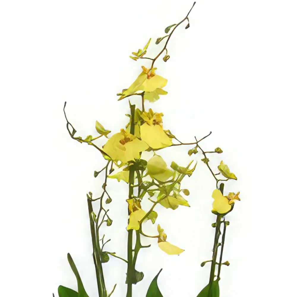 Abbey Hulton and Townsend flowers  -  Enigmatic Orchid Charms Flower Bouquet/Arrangement