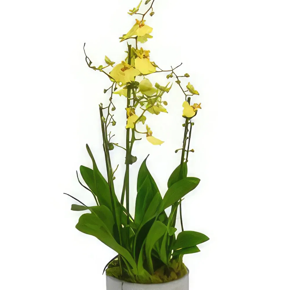 Newport South flowers  -  Enigmatic Orchid Charms Flower Bouquet/Arrangement