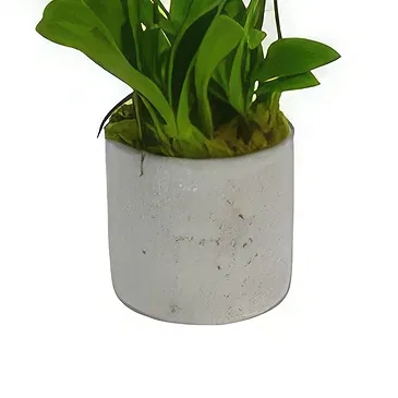 Birmingham flowers  -  Enigmatic Orchid Charms Flower Bouquet/Arrangement