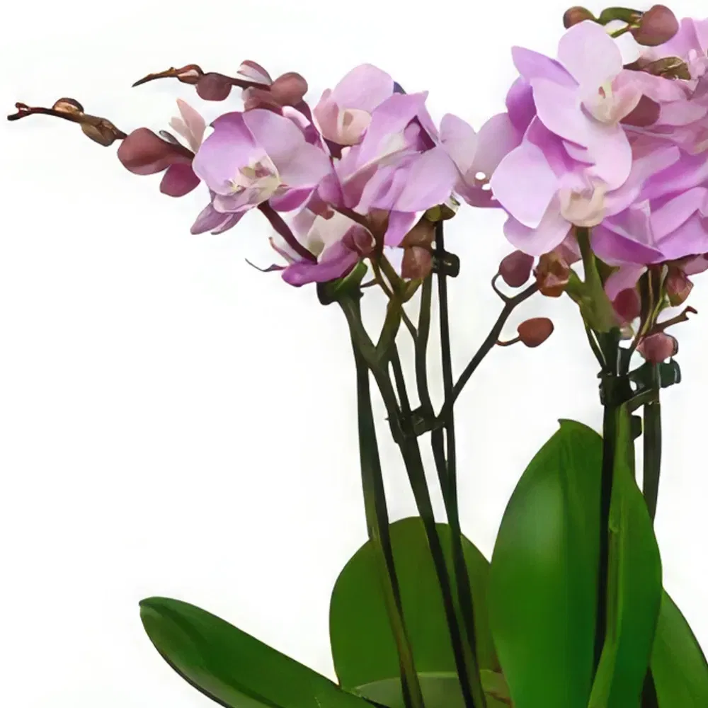 Ballymacoss 3282 flowers  -  Orchid Harmony Collection Flower Bouquet/Arrangement