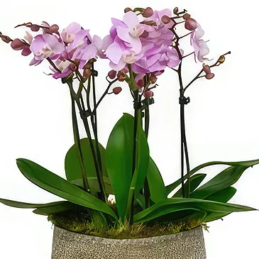 Birmingham flowers  -  Orchid Harmony Collection Flower Bouquet/Arrangement