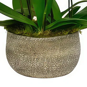 Birmingham flowers  -  Orchid Harmony Collection Flower Bouquet/Arrangement
