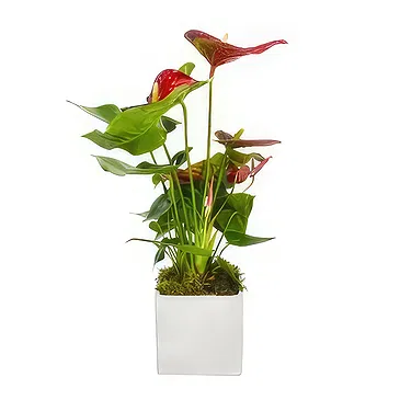 Birmingham flowers  -  Midnight Orchid Surprises Flower Bouquet/Arrangement