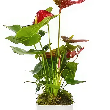 Birmingham flowers  -  Midnight Orchid Surprises Flower Bouquet/Arrangement