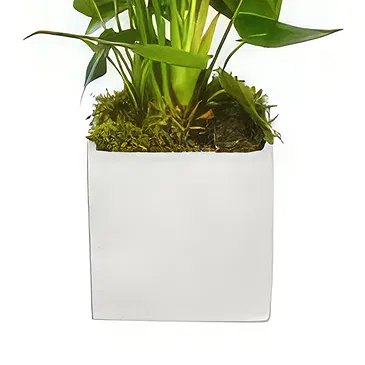 Birmingham flowers  -  Midnight Orchid Surprises Flower Bouquet/Arrangement
