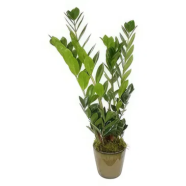 Birmingham flowers  -  Blossom Bliss Orchids Flower Bouquet/Arrangement